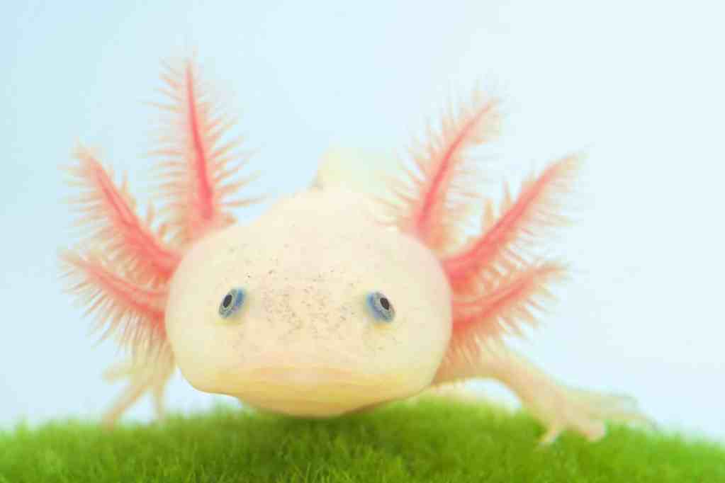 \"Axolotl